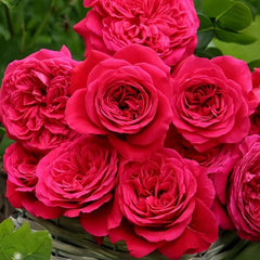 Rouge Royale Rose Plant - Elevate Your Garden’s Elegance