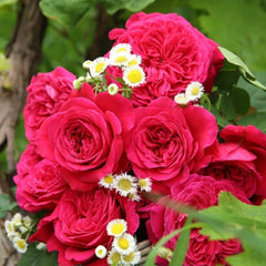 Rouge Royale Rose Plant - Elevate Your Garden’s Elegance