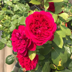 Rouge Royale Rose Plant - Elevate Your Garden’s Elegance