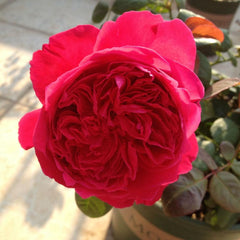 Rouge Royale Rose Plant - Elevate Your Garden’s Elegance