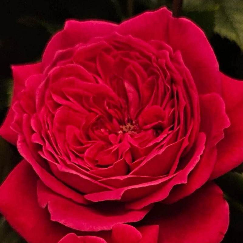 Rouge Royale Rose Plant - Elevate Your Garden’s Elegance