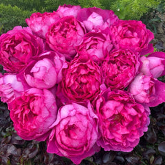 Rouge de Parfum Rose