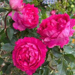 Rouge de Parfum Rose