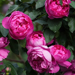 Rouge de Parfum Rose