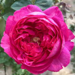 Rouge de Parfum Rose