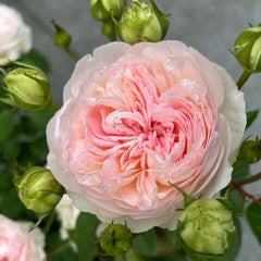 Roxann Rose Plant