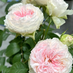 Roxann Rose Plant