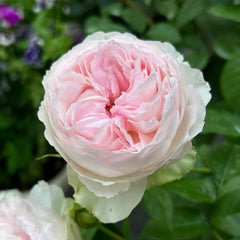 Roxann Rose Plant