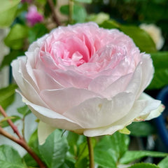 Roxann Rose Plant