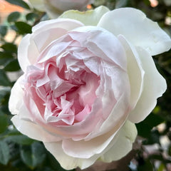 Roxann Rose Plant