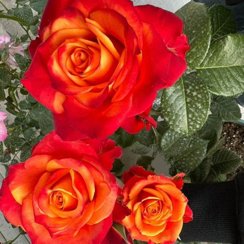 Flower Roxy Cut Rose Roxy|罗西 – Rose_Explosion
