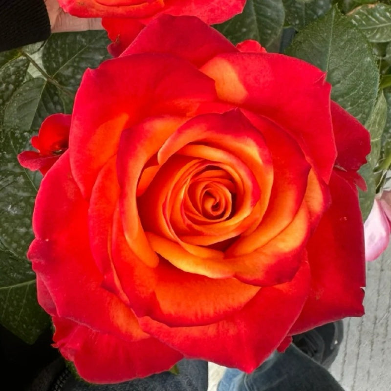 Flower Roxy Cut Rose Roxy|罗西 – Rose_Explosion