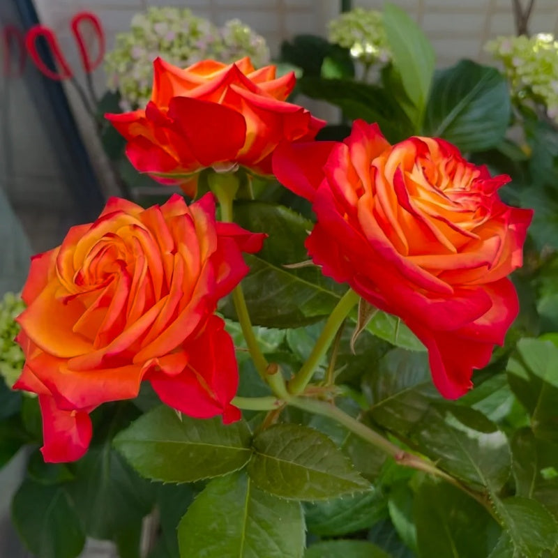Flower Roxy Cut Rose Roxy|罗西 – Rose_Explosion