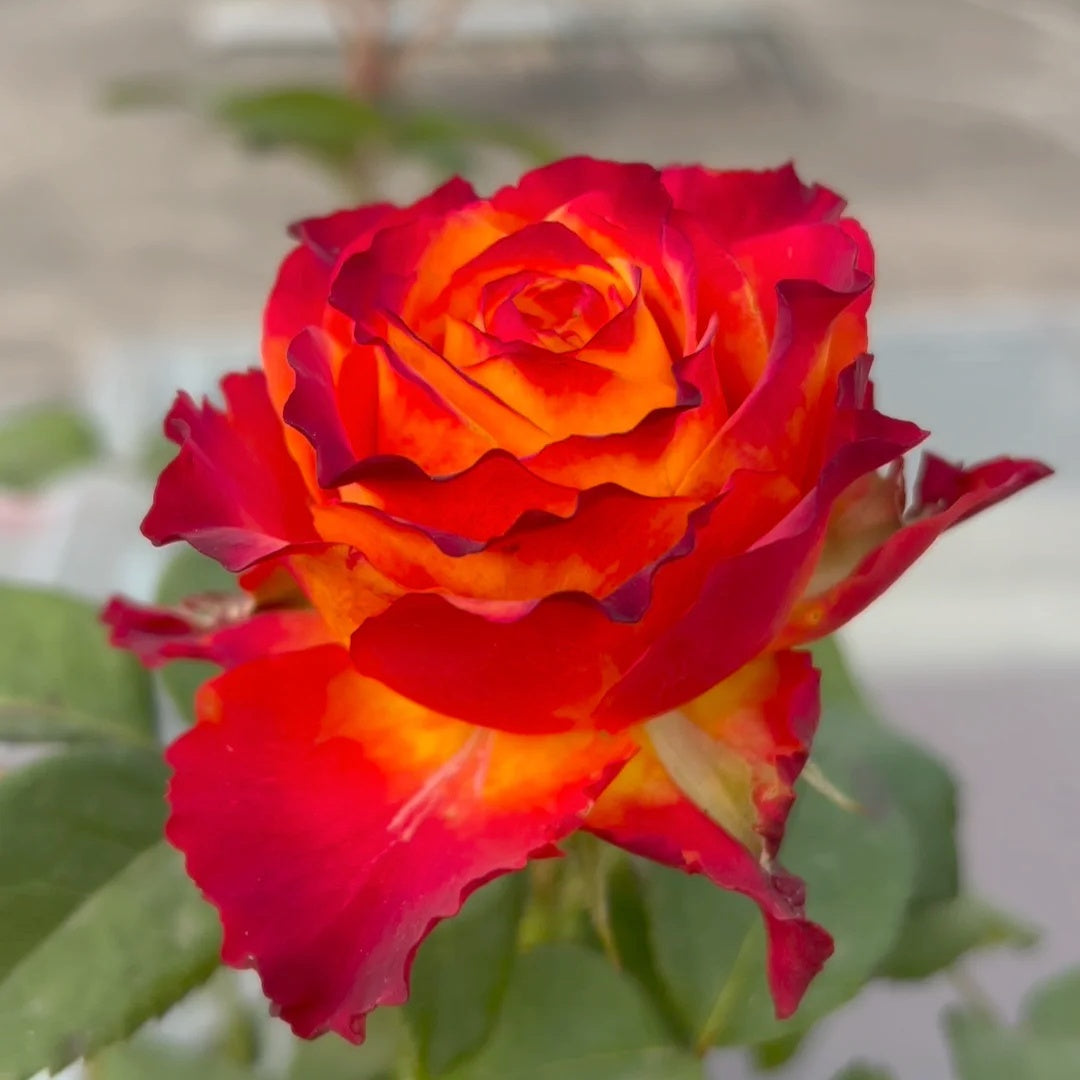 Flower Roxy Cut Rose Roxy|罗西 – Rose_Explosion