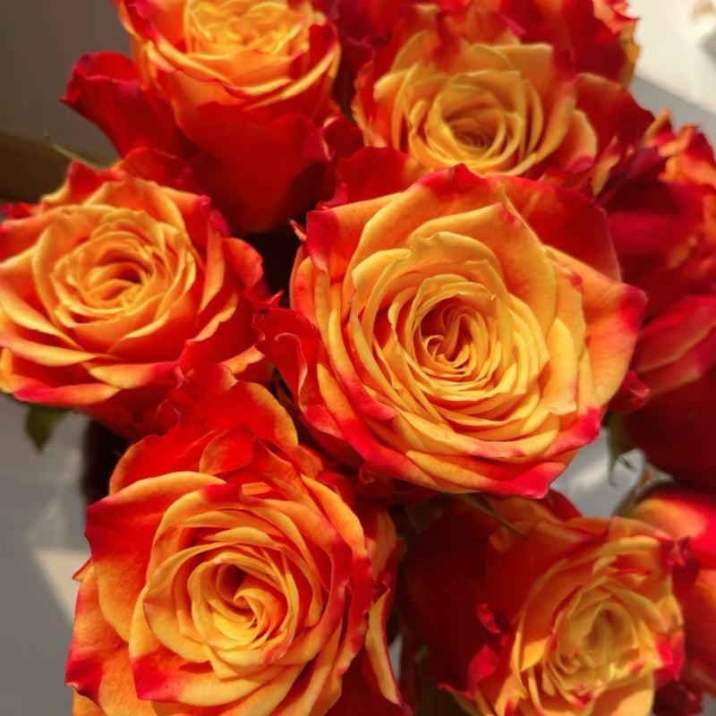 Flower Roxy Cut Rose Roxy|罗西 – Rose_Explosion