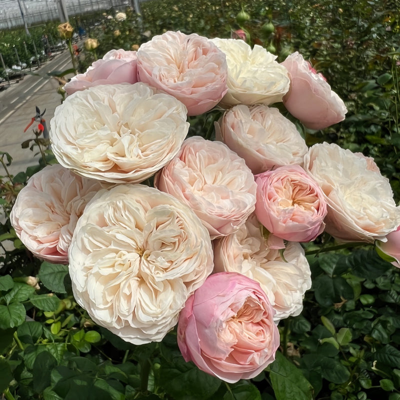Catalina Rose Plant: Heat-Resistant Tri-Color – Rose_Explosion
