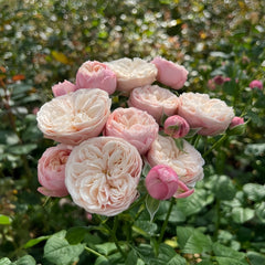 Royal Blush Rose