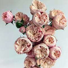 Royal Blush Rose