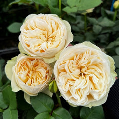 Royal Romance Rose Plant