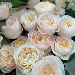 Royal Romance Rose Plant