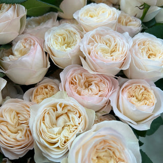 Royal Romance Rose Plant｜皇家浪漫