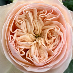 Royal Romance Rose Plant