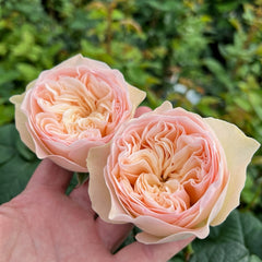 Royal Romance Rose Plant