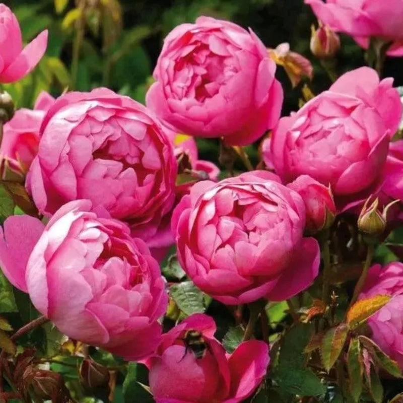 Royal Jubilee Rose – Deep Pink Elegance in Bloom