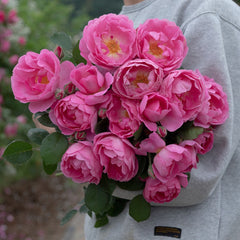 Royal Jubilee Rose – Deep Pink Elegance in Bloom