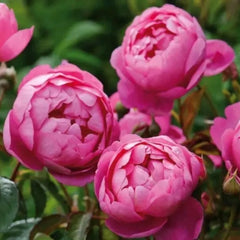 Royal Jubilee Rose – Deep Pink Elegance in Bloom