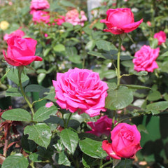 Royal Jubilee Rose – Deep Pink Elegance in Bloom