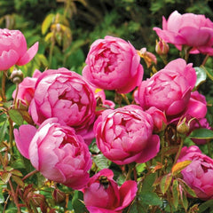 Royal Jubilee Rose – Deep Pink Elegance in Bloom