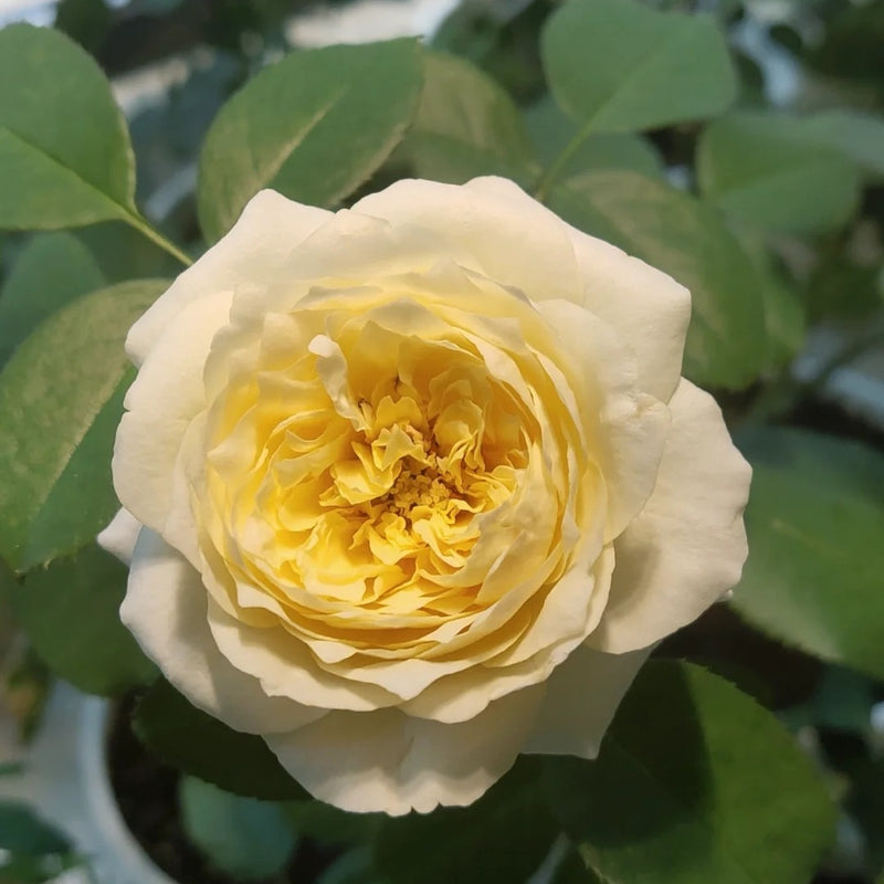 Royal Park Rose