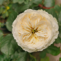 Royal_Park_Rose