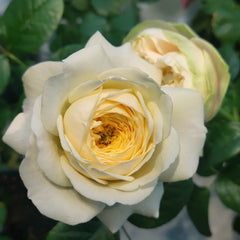 Royal_Park_Rose