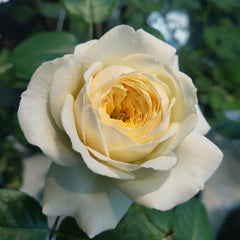 Royal_Park_Rose