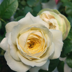 Royal_Park_Rose