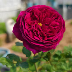 Royale Rose Plant｜皇宫