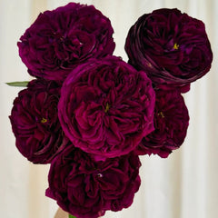 Royale Rose Plant｜皇宫