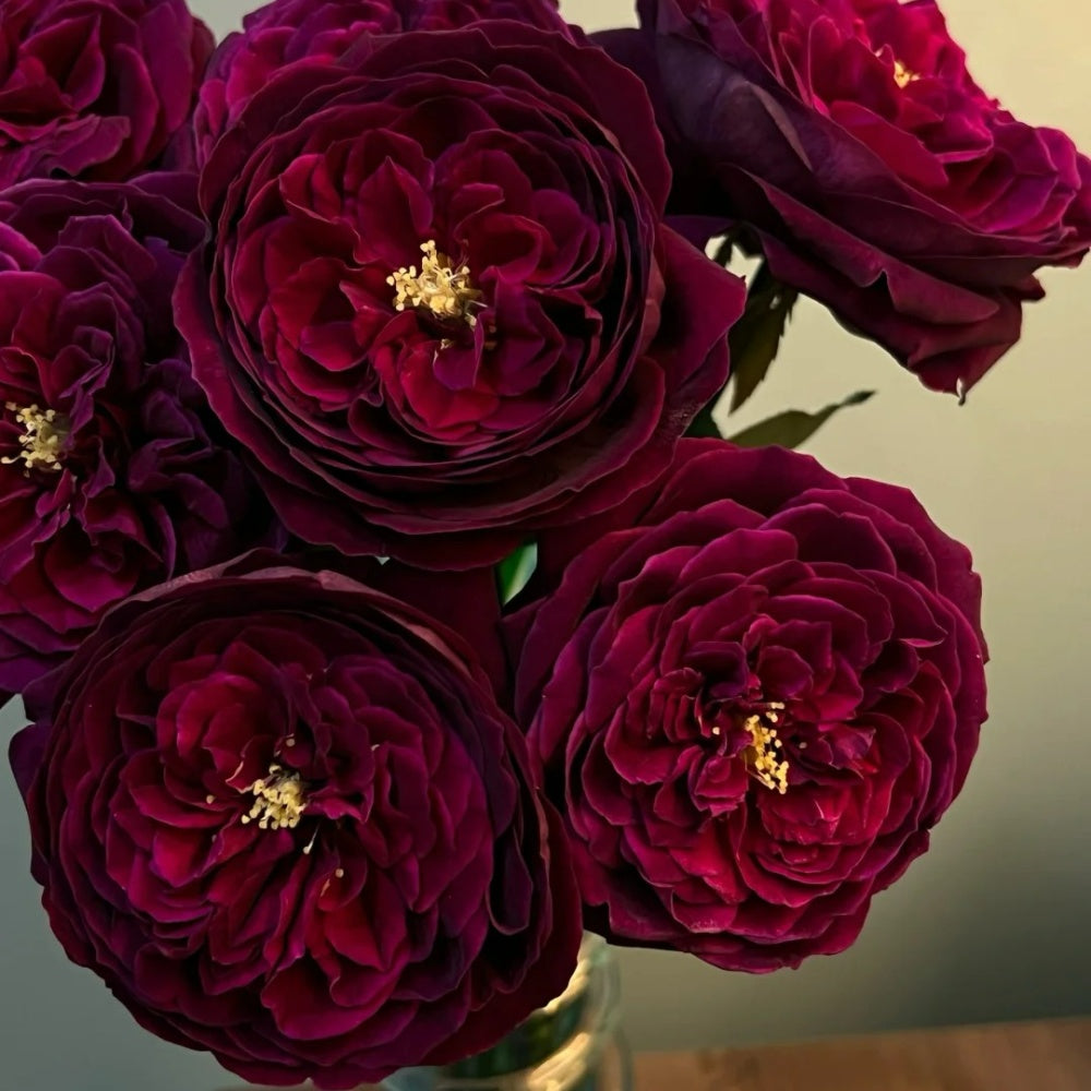 Fance Roses Roray Rose – Seasonal Color-Changing Rose with Deep Fragrance – Rose ...