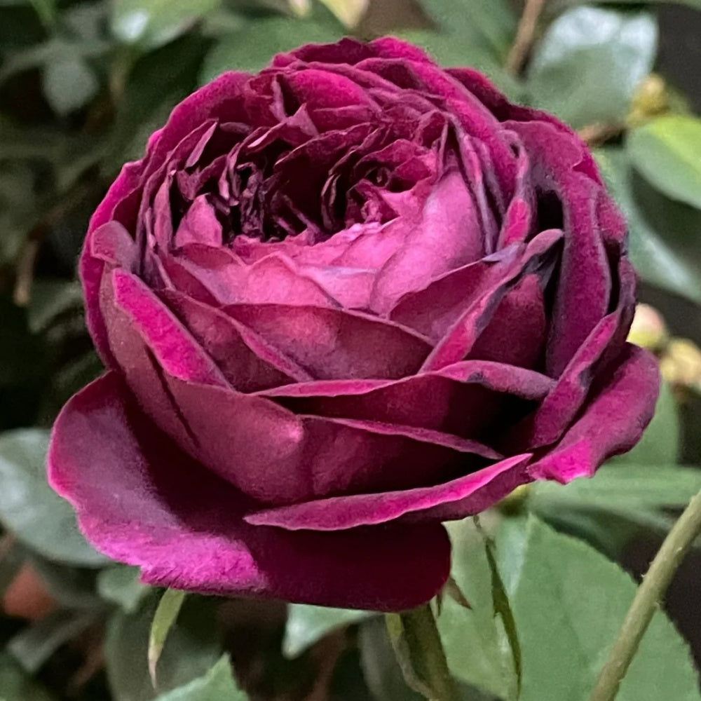 Irory Colored Roses Roray Rose – Seasonal Color-Changing Rose with Deep Fragrance – Rose ...