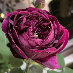 Royale Rose Plant – Majestic Blooms for Your Garden