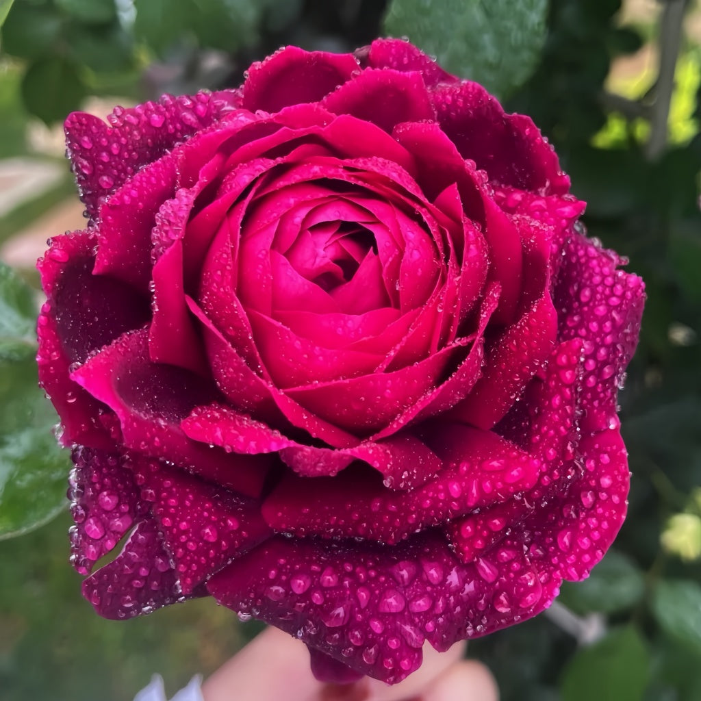 Roye Roz Roray Rose – Seasonal Color-Changing Rose with Deep Fragrance – Rose ...
