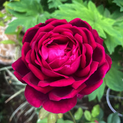 Royale Rose Plant｜皇宫