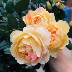SUZU Rose Plant|铃