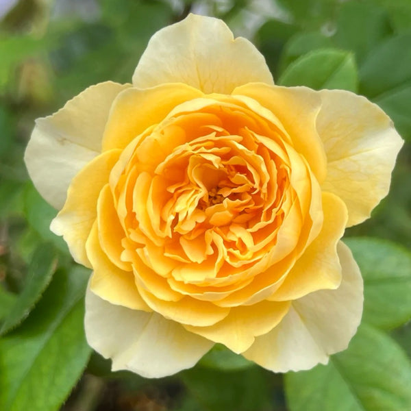 SUZU Rose Plant|铃