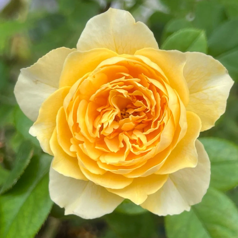 SUZU Rose Plant|铃