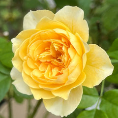 SUZU Rose Plant|铃