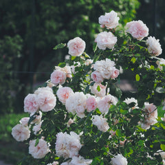 Sabrina Rose Plant