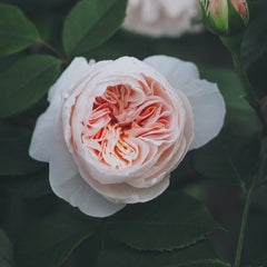 Sabrina Rose Plant